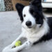 Ussana, la terribile vicenda di Argo, il Border Collie avvelenato con stricnina: la proprietaria chiede giustizia