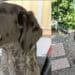 Assemini, un medico salva un cagnolino abbandonato poi comincia l’odissea: “Sono affari tuoi”