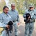 Villamassargia, cagnolini salvati sulla Sp 88 da morte certa