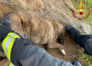 Assemini, cane incastrato nel filo spinato salvato dai vigili del fuoco