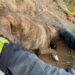 Assemini, cane incastrato nel filo spinato salvato dai vigili del fuoco
