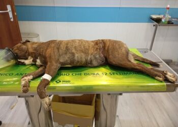 Assemini, è ancora molto grave la cagnetta di Sant’Andrea