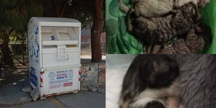 Orrore a Quartu, gattini appena nati buttati nel raccoglitore dei vestiti usati