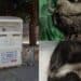Orrore a Quartu, gattini appena nati buttati nel raccoglitore dei vestiti usati