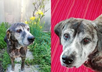 Una casa per Nanà, una cagnolona “dolce e sfortunata, curata amorevolmente dai volontari”: serve uno stallo urgente
