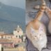Sinnai, il gatto trovato morto sarebbe stato investito, non ucciso volontariamente: le indagini del Comune parlano chiaro
