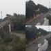 Torre delle Stelle, branco di cani attacca un gatto in mezzo alla strada: “E se ci fosse stato un bambino?”