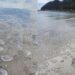Cagliari, le meduse spiaggiate attirano turisti e visitatori al Poetto
