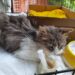 Sos a Radio Zampetta Sarda, cercasi gatto donatore