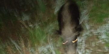 Pericolo cinghiali tra Villacidro e San Gavino: un automobilista ha impattato contro un animale