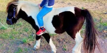 Uras, rubato un pony da una proprietà privata: “Hanno tagliato la rete”