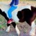 Uras, rubato un pony da una proprietà privata: “Hanno tagliato la rete”