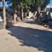 Ladri scatenati tra le tombe anche a Monserrato: fiori e vasi portati via