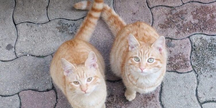 Sinnai, orrore durante la notte, strappati gli intestini a un gatto