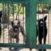 Quartu, l’appello di Federica: “I miei quattro cani sono spariti, aiutatemi a ritrovarli”