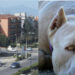 Cagliari, paura a Mulinu Becciu: attaccata dai suoi pitbull si salva per miracolo
