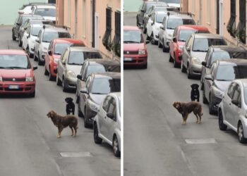 Due cani vaganti seminano il panico a Monserrato: “Aggrediscono gatti e cani di piccola taglia”