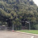 Cagliari, le magnolie dei giardinetti pubblici recintate: “Non poterla più abbracciare è doloroso”