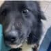 Follia davanti ad un bar, taglia la coda al proprio cane: cucciolo salvato dalle guardie zoofile
