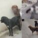 Cani che vagabondano per le strade, è strage di gatti a Selargius