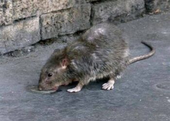 Anziana aggredita da un grosso ratto a Pirri, arriva l’ambulanza: “Una scena inquietante”