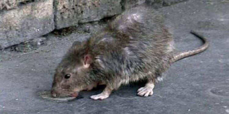 Anziana aggredita da un grosso ratto a Pirri, arriva l’ambulanza: “Una scena inquietante”