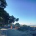 Cagliari, prosegue il dibattimento penale sul taglio degli alberi a Buoncammino