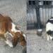Siliqua, troppi cani randagi nel territorio