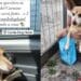 L’avventura di Kiko, il cagnolino scappato da Serramanna a Cagliari e poi ritrovato grazie ai social