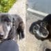 Scappa da casa a causa dei botti in onore del Santo, lieto fine per una cagnolina a Serramanna