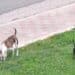Cagliari, fidanzati aggrediti da un cane a Baracca Manna: erano in moto