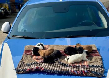 Cagliari, 6 cuccioli salvati dalla polizia: erano stati abbandonati sotto un cavalcavia