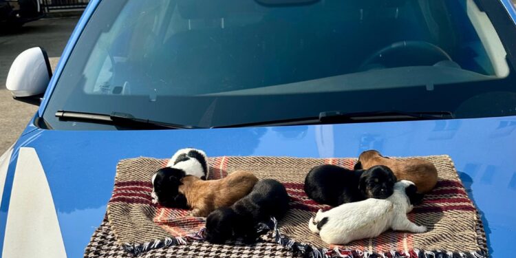 Cagliari, 6 cuccioli salvati dalla polizia: erano stati abbandonati sotto un cavalcavia