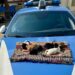 Cagliari, 6 cuccioli salvati dalla polizia: erano stati abbandonati sotto un cavalcavia