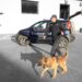 Blitz antidroga dei carabinieri a Villaputzu, in casa oltre cento grammi di marijuana