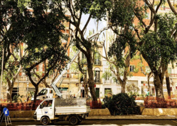 Piazza Gramsci, il verde continua a sparire fra il dispiacere dei cittadini: “Distrutti i nidi di tanti uccelli”