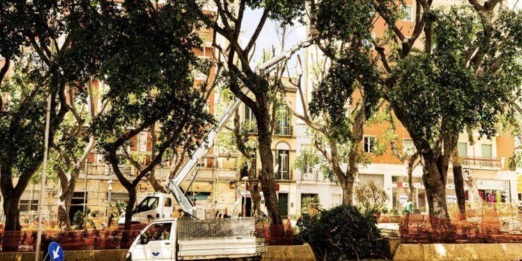 Piazza Gramsci, il verde continua a sparire fra il dispiacere dei cittadini: “Distrutti i nidi di tanti uccelli”