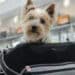 Aereo, cani e gatti a bordo con i loro padroni: presto le nuove normative