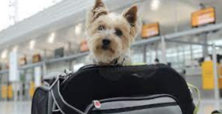 Aereo, cani e gatti a bordo con i loro padroni: presto le nuove normative