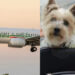 Aeroitalia in prima linea con gli animali per dire “Sì” al trasporto in cabina