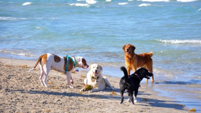 Quartu Sant’Elena, al mare con Fido nella spiaggia sotto la ringhiera a Margine Rosso