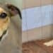 Quartu, una nuova vita per i cani di “Santu Lianu”: 60 pronti per l’adozione al canile Shardana