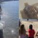 Salvata da un pescatore a Marceddì, nuova vita per la tartaruga Kinder Nad