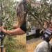 Piantumati due ulivi nel “Giardino della Legalità” nel cortile del Liceo artistico e musicale Foiso Fois