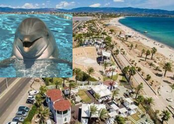 Spettacolo al Poetto, un delfino a poche centinaia di metri dalla riva incanta i presenti