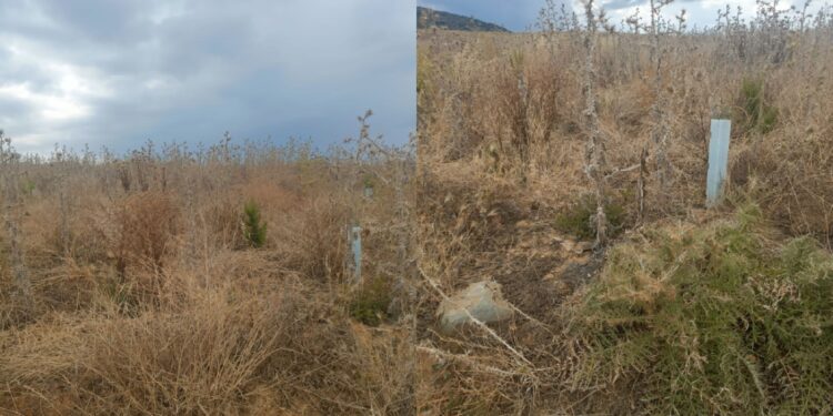 Sarroch: “Sterpaglie secche tra le piante del progetto ForestaSa”