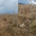 Sarroch: “Sterpaglie secche tra le piante del progetto ForestaSa”