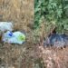 Quartu, grossi sacchi abbandonati fanno temere il peggio per alcuni animali