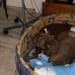 Oristano: Palla, simbolo degli animali abbandonati, ha rischiato di morire