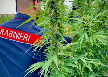 Traffico di droga tra Sardegna e Nord Italia: due arresti a Illorai e Porto Cervo